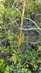 Vriesea rubroviridis