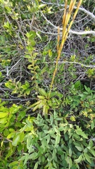 Vriesea rubroviridis