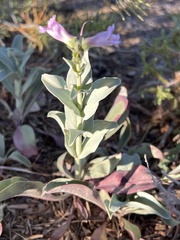 Penstemon pachyphyllus congestus