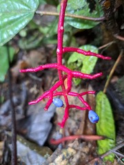 Miconia procumbens