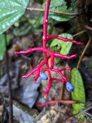 Miconia procumbens