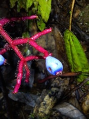 Miconia procumbens