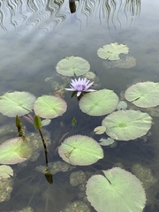 Nymphaea elegans