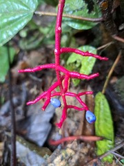Miconia procumbens