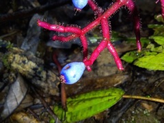 Miconia procumbens