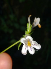 Penstemon kralii
