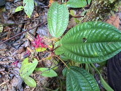 Miconia procumbens