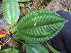 Miconia procumbens