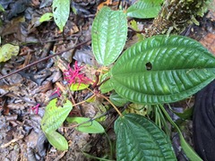 Miconia procumbens