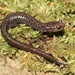 Cheat Mountain Salamander - Photo (c) Ty Smith, some rights reserved (CC BY-NC), uploaded by Ty Smith