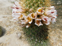 Mammillaria cerralboa