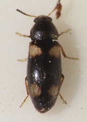 Spilotus quadripustulatus