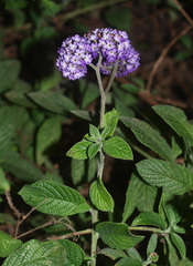 Heliotropium arborescens