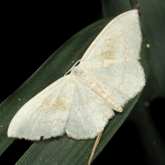 Geometridae