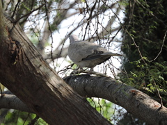 Streptopelia decaocto