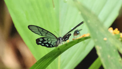 Pseudohaetera mimica