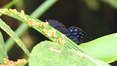 Pseudohaetera mimica