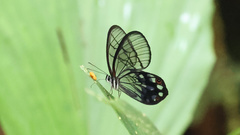 Pseudohaetera mimica