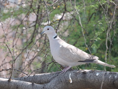 Streptopelia decaocto