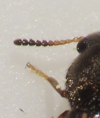 Spilotus quadripustulatus