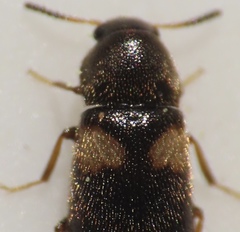 Spilotus quadripustulatus