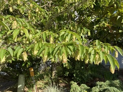 Carpinus japonica