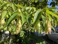 Carpinus japonica