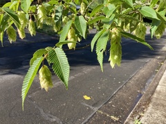 Carpinus japonica