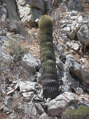 Ferocactus diguetii diguetii