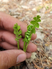 Botrychium minganense