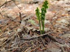 Botrychium minganense