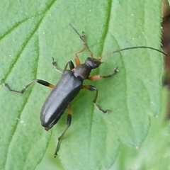 Cortodera femorata