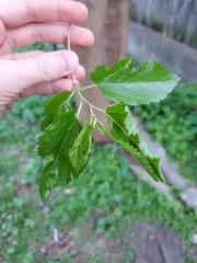 Morus alba