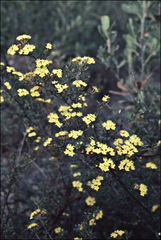 Phebalium stenophyllum