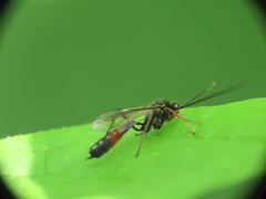 Limneriini