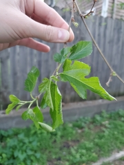 Morus alba