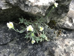 Draba cana