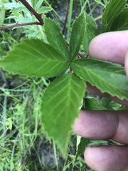 Rubus serissimus