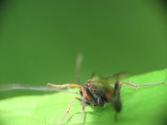 Limneriini