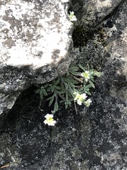 Draba cana
