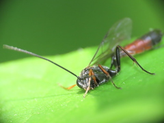 Limneriini