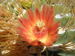 Ferocactus diguetii diguetii