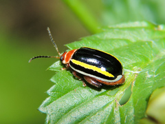 Kuschelina tenuilineata