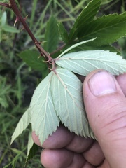 Rubus serissimus