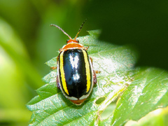 Kuschelina tenuilineata