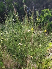 Cytisus scoparius image