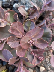 Kalanchoe fedtschenkoi