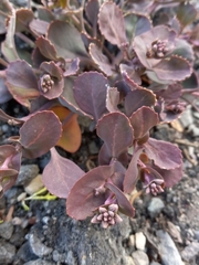 Kalanchoe fedtschenkoi