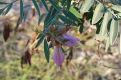 Indigofera argentata