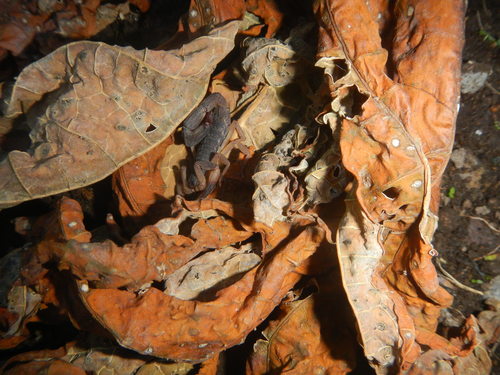 Buthidae